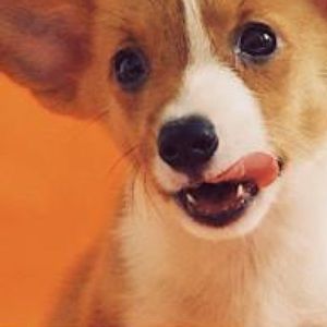 Meet your Posher, Simmy